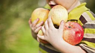 A young boy carrying apples A young boy carrying apples